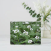 Carte Postale Ail ou ramsons sauvages Allium ursinum (Debout devant)