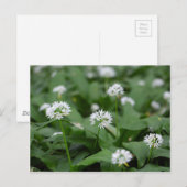 Carte Postale Ail ou ramsons sauvages Allium ursinum (Devant / Derrière)