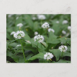 Carte Postale Ail ou ramsons sauvages Allium ursinum