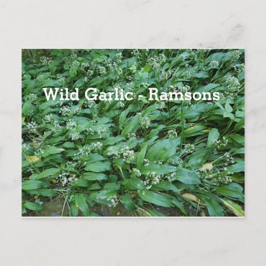 Carte Postale Ail sauvage - Ramsons (Devant)
