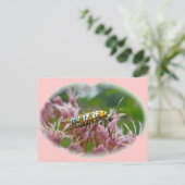 Carte Postale Ailanthus Webworm Moth (Atteva punctella) Articles (Debout devant)