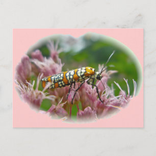 Carte Postale Ailanthus Webworm Moth (Atteva punctella) Articles