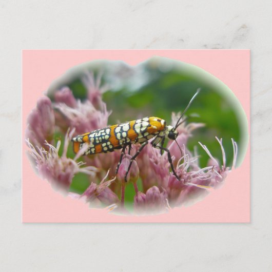 Carte Postale Ailanthus Webworm Moth (Atteva punctella) Articles (Devant)
