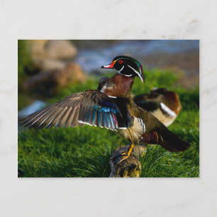 Carte Postale Aile de canard à bois