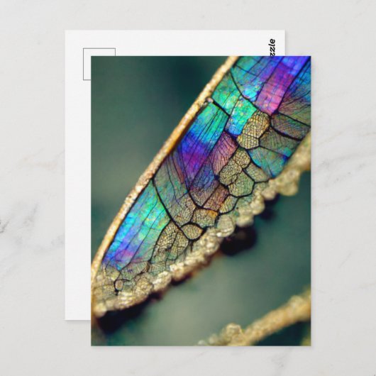 Carte Postale Aile de libellule d'iridescente (Devant / Derrière)