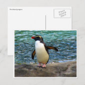 Carte Postale aile de pingouin (Devant / Derrière)