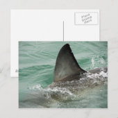 Carte Postale Aileron dorsal d'un grand requin blanc (Devant / Derrière)