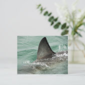 Carte Postale Aileron dorsal d'un grand requin blanc (Debout devant)