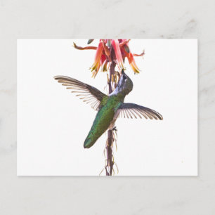 Carte Postale Ailes de colibri