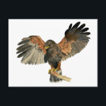 Carte Postale Ailes de faucon à l'aquarelle peinture<br><div class="desc">Peinture à l’aquarelle peinte à la main de Harris’s Hawk. Également connu sous le nom de faucon à ailes longues ou de faucon duciel. Il est perché sur le bord de la branche d'arbre ouvrant ses ailes. Ceci a été peint sur des arcs de papier pressé chaud.</div>