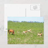 Carte Postale Ailes de mai : Chevaux (Devant / Derrière)