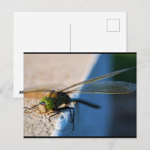 Carte Postale Ailes d'une Libellule