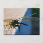 Carte Postale Ailes d'une Libellule (Devant)