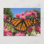 Carte Postale Ailes monarques - Papillon (Devant)