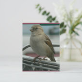 Carte Postale Aimer enlevé : Panier Bird (Debout devant)