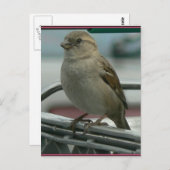 Carte Postale Aimer enlevé : Panier Bird (Devant / Derrière)