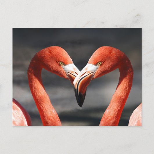 Carte postale Aimer Flamant rose rose (Devant)