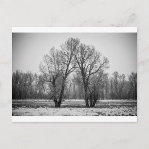 Carte Postale Aimer les arbres