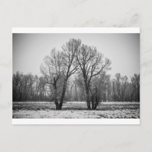 Carte Postale Aimer les arbres (Devant)