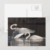 Carte Postale Aimer les cygnes (Devant / Derrière)