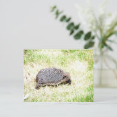 Carte Postale Aimer les hérissons (Debout devant)