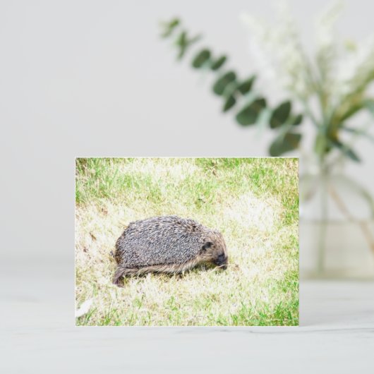 Carte Postale Aimer les hérissons (Debout devant)