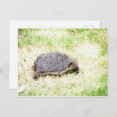 Carte Postale Aimer les hérissons (Devant / Derrière)