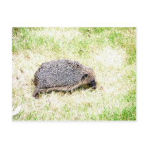 Aimer les hérissons