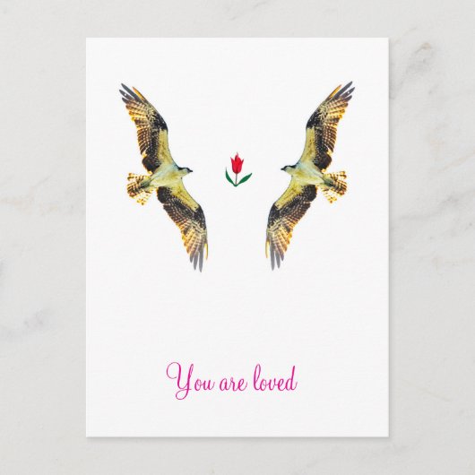 Carte Postale Aimer les oiseaux. Ospreys (Devant)