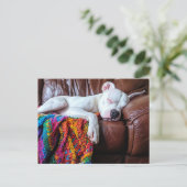 Carte Postale Aimer Pitbull Chien Dormir sur le canapé (Debout devant)