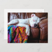 Carte Postale Aimer Pitbull Chien Dormir sur le canapé (Devant / Derrière)