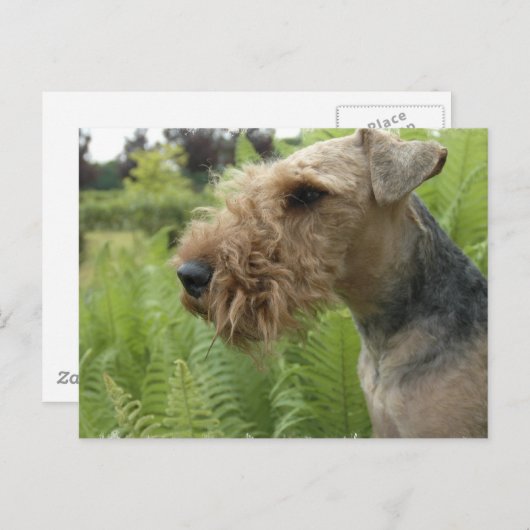 Carte postale Airedale (Devant / Derrière)