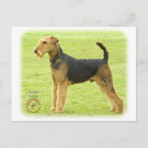 Carte Postale Airedale Terrier 8T092D-16