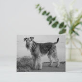 Carte Postale Airedale Terrier Chien Chien Chien Chien Noir et B (Debout devant)