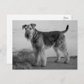 Carte Postale Airedale Terrier Chien Chien Chien Chien Noir et B (Devant / Derrière)