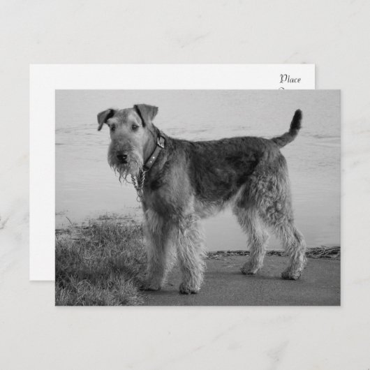 Carte Postale Airedale Terrier Chien Chien Chien Chien Noir et B (Devant / Derrière)