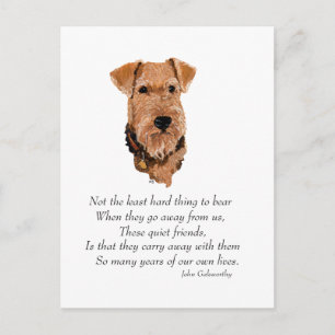 Carte Postale Airedale, Welsh, Lakeland Terrier Souvenir
