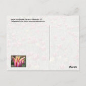 Carte Postale Airlie Gardens, Wilmington, NC (Dos)