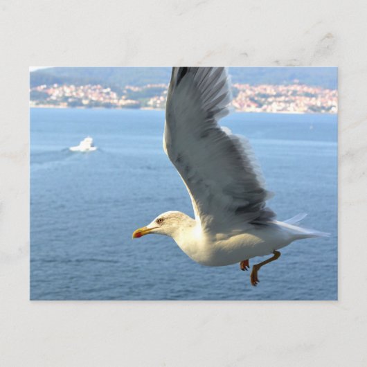 Carte postale Airmail Seagull (Devant)