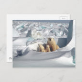 Carte Postale Ajouter SLOGAN pour sauver les ours polaires arcti (Devant / Derrière)
