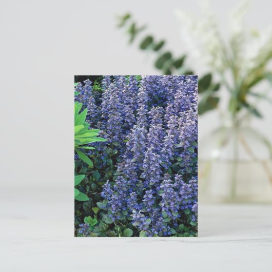 Carte Postale Ajuga reptans - bugle (Debout devant)