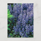 Carte Postale Ajuga reptans - bugle (Devant)