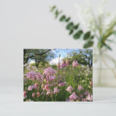 Carte Postale Akeleien Wiese unter Apfelbäumen (Debout devant)