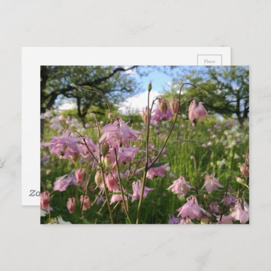 Carte Postale Akeleien Wiese unter Apfelbäumen (Devant / Derrière)