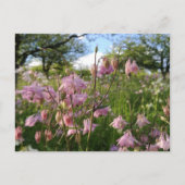 Carte Postale Akeleien Wiese unter Apfelbäumen (Devant)