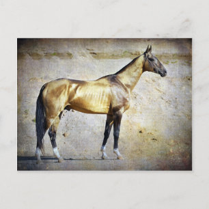 Carte Postale Akhal-teke
