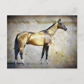 Carte Postale Akhal-teke (Devant)