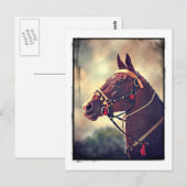 Carte Postale Akhal Teke (Devant / Derrière)