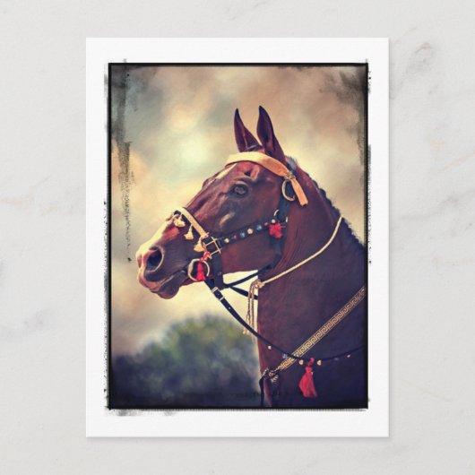 Carte Postale Akhal Teke (Devant)