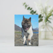 Carte Postale Akita (Debout devant)
